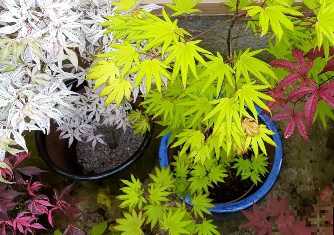 这6种花养好了，家里秒变花海，天天待着都不想出门！