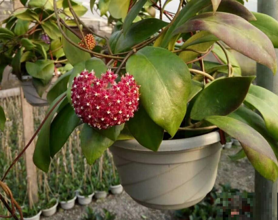 这花开花成小球，养起来却不简单，养好了邻居都羡慕！