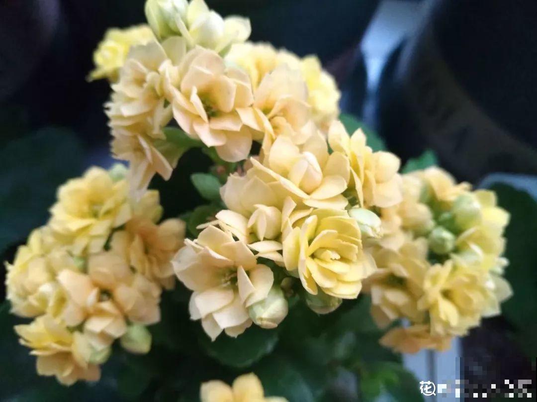 长寿花搬回家，记住“四不要”，免得掉得满地都是花苞！