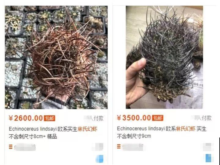 这花长得像海胆，3棵就卖五位数，真的有人要吗！