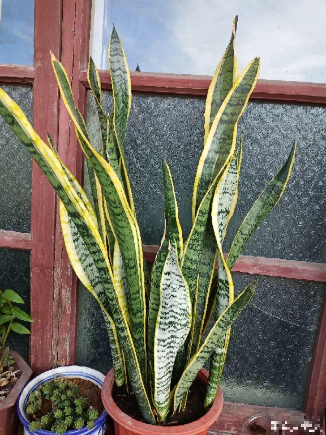 这10种耐旱花，2个月不浇水，叶子反而绿油油！