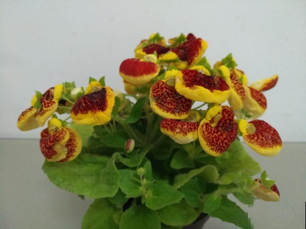 这花一开众人惊，花型奇特寓意好，荷包满满发大财！