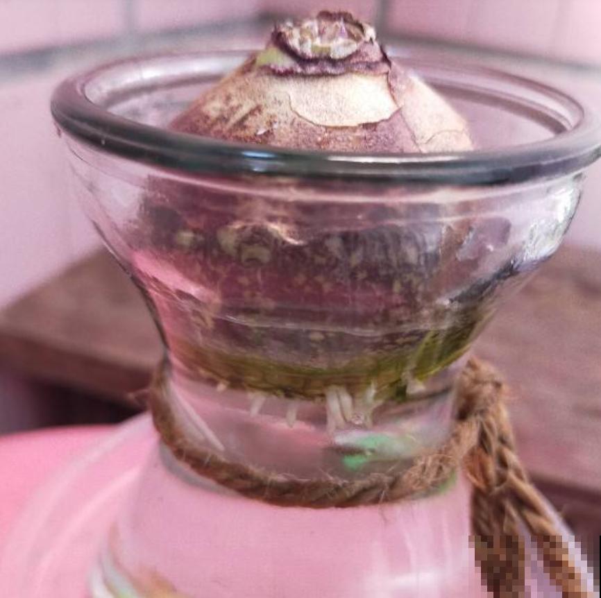 风信子夹箭不开花？关一下“小黑屋”，过两天自己就能伸出来！