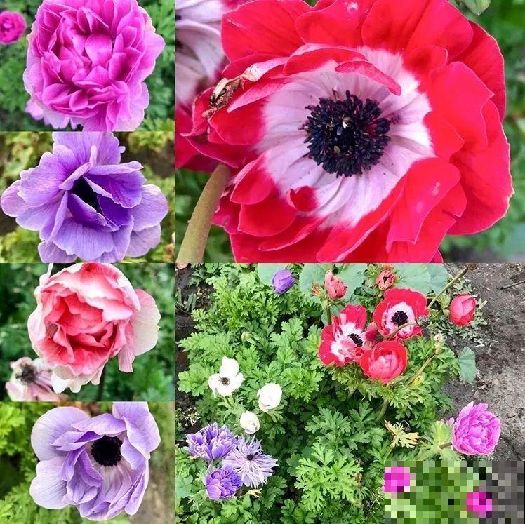 20种花再冷也不怕，过年正好开花，现在养还来得及！