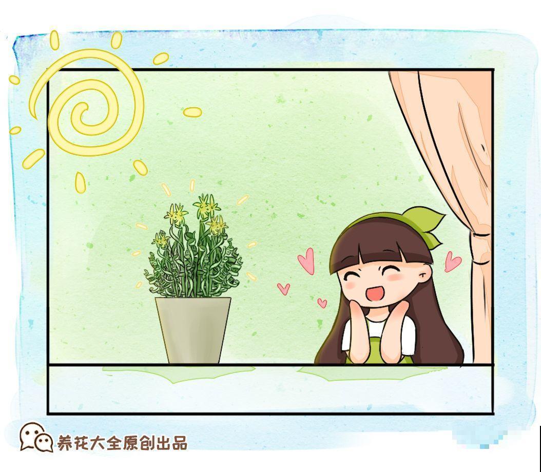 这花爱晒太阳，越晒叶子越卷，像弹簧一样超级可爱！