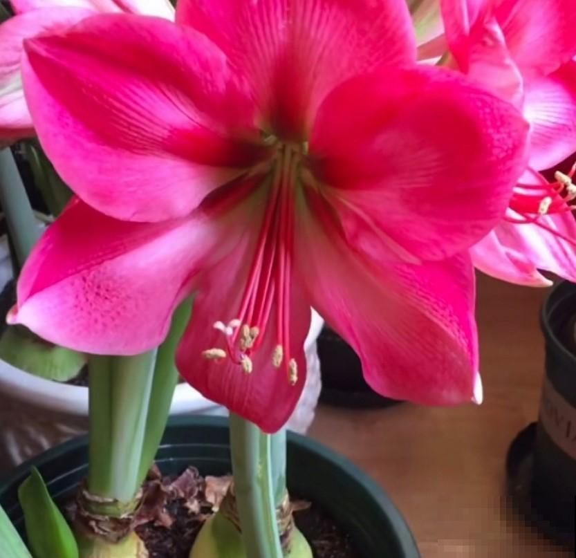 冬季学朱顶红种植，来年春天就能赏，开花美爆了！