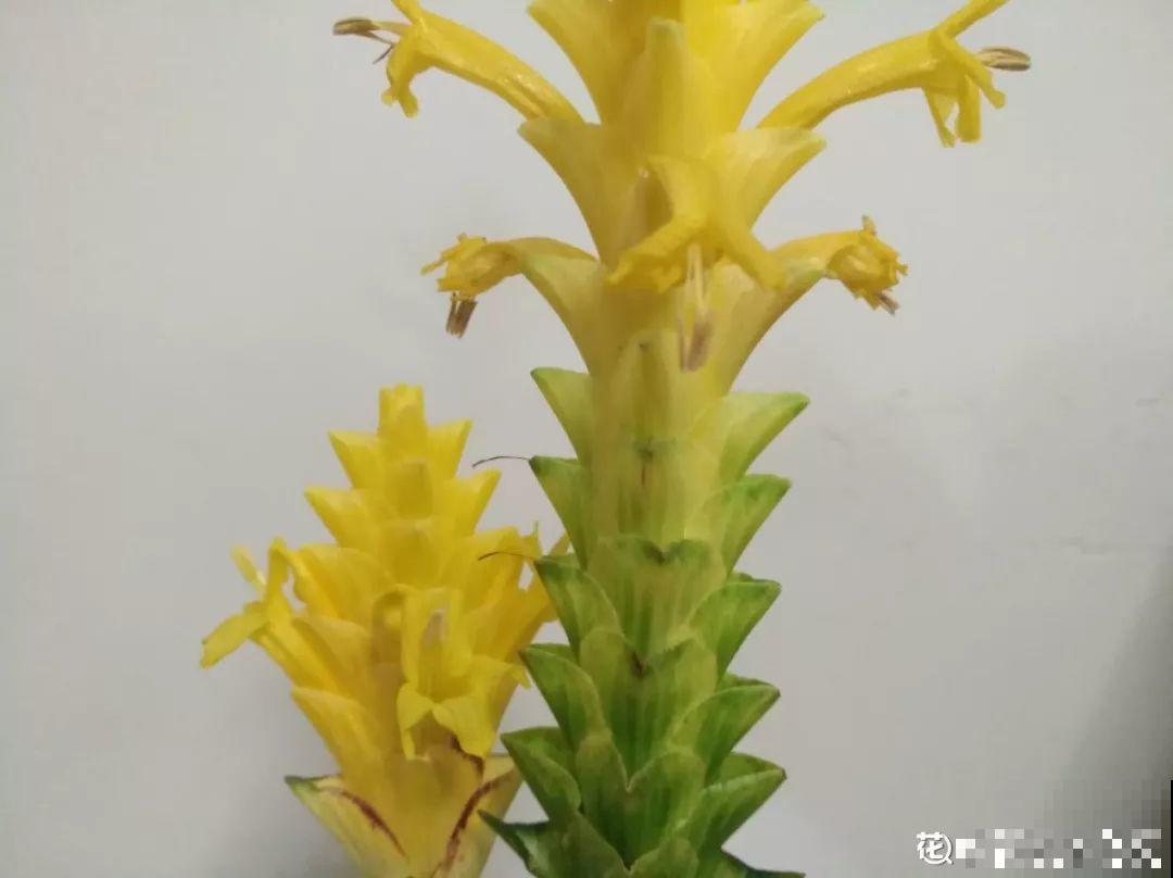 有品味的人，都爱养这2种花，10盆都不嫌多！
