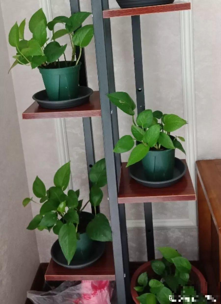 屋里摆这7种花，空气清新少生病，整个冬天绿油油！