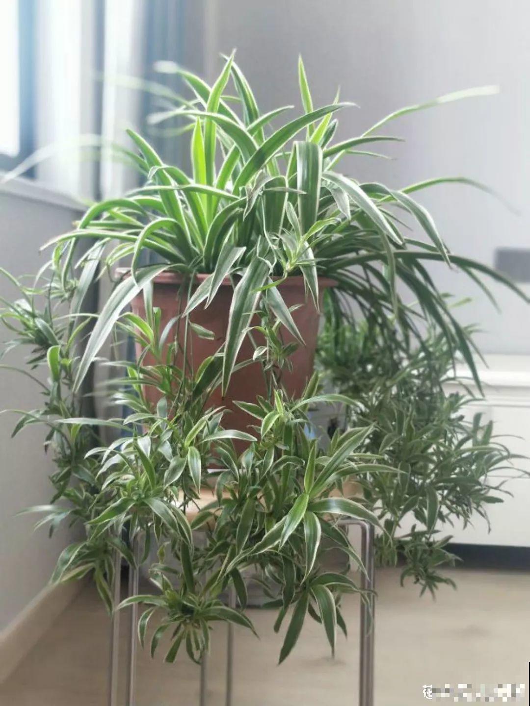养这花真赚钱，一年能生3麻袋，邻居朋友抢着要！