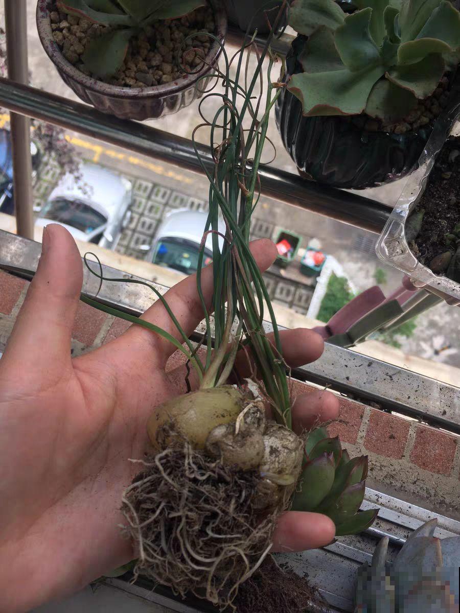 这花爱晒太阳，越晒叶子越卷，像弹簧一样超级可爱！