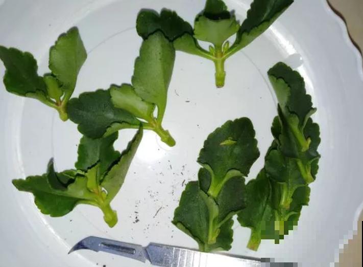 2种花枯死也别扔，砍一刀，分分钟爆10盆！