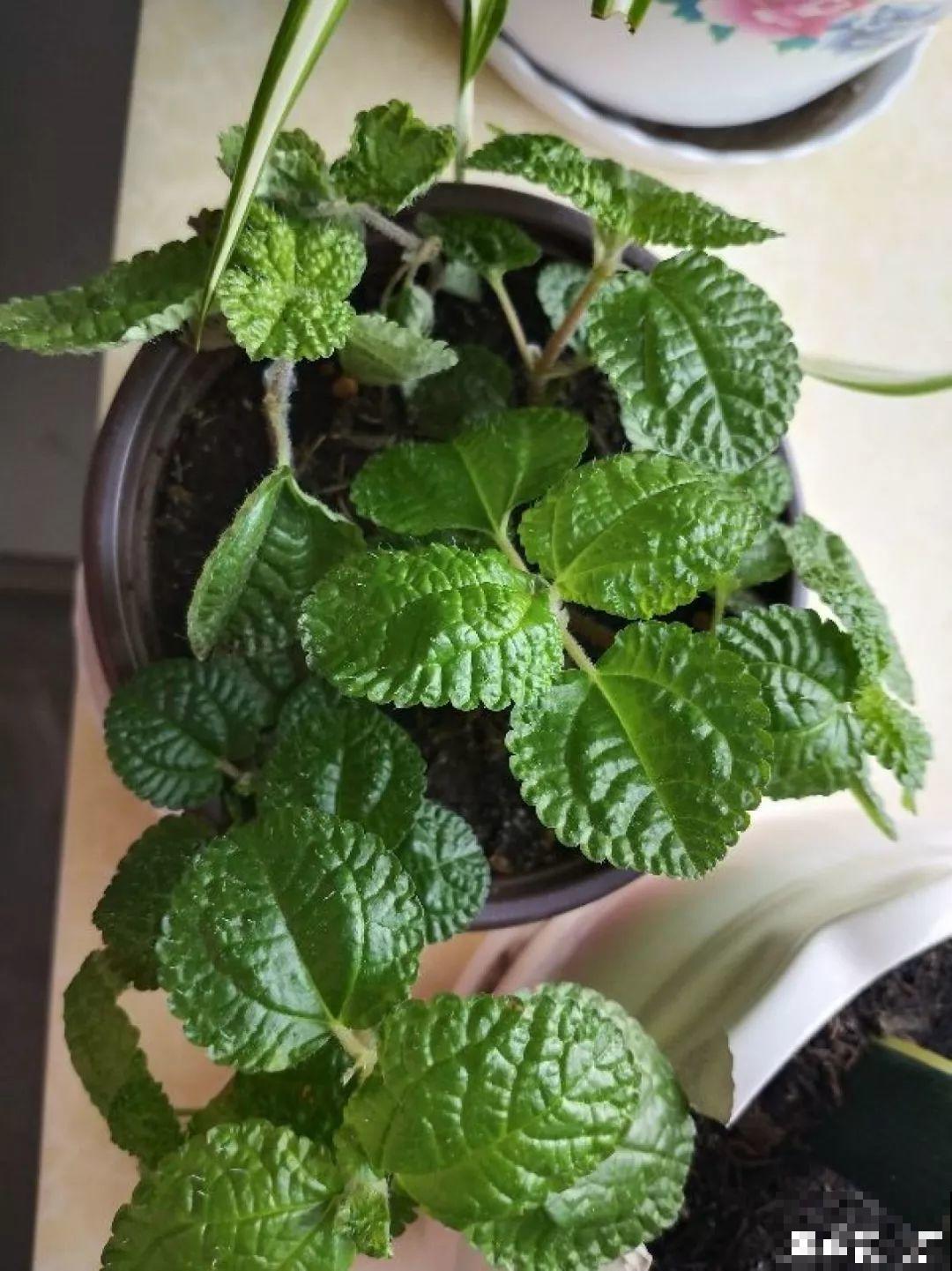 这4种花养在家里，就是一个小型的加湿器，不干不躁真舒服！