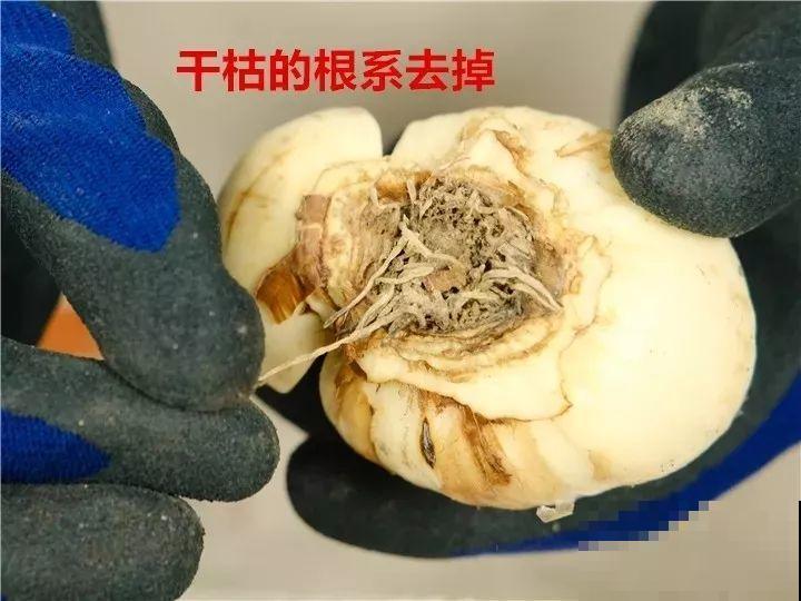 水仙盆里加点它，叶子粗壮不徒长，一个月后就能开花！
