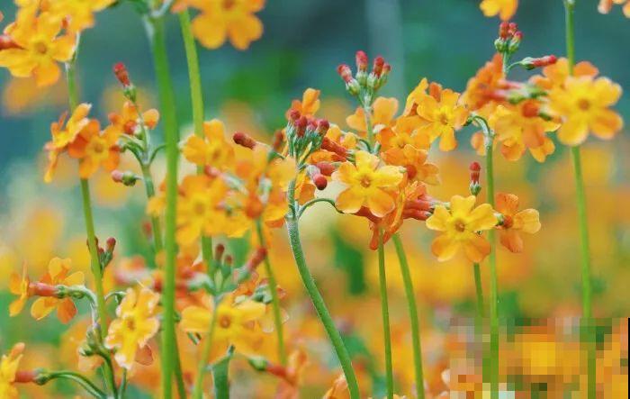 这花品种一年比一年多，五颜六色，新手照样也能养爆盆！