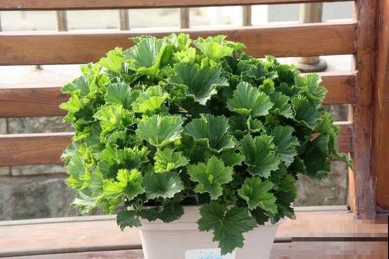 这花冬天冻一冻，开花才会爆满盆，正好赶上过年！