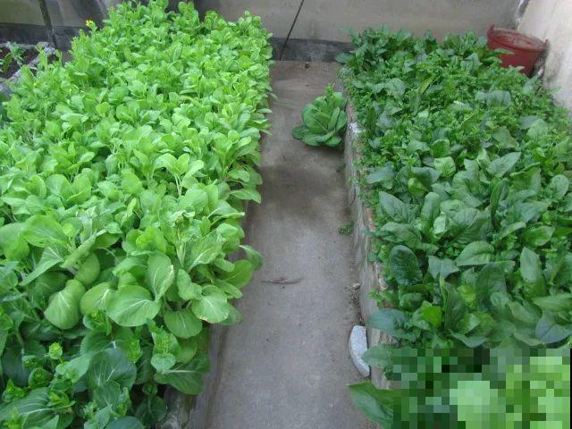 她在楼顶养花种菜，再喂喂鸡，日子过得悠闲又自在！
