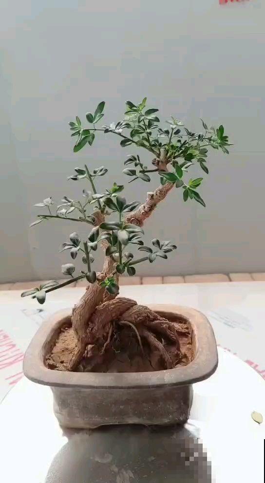 路边都是这植物，挖回家凹造型就变盆景，冬天还能开出金黄花海