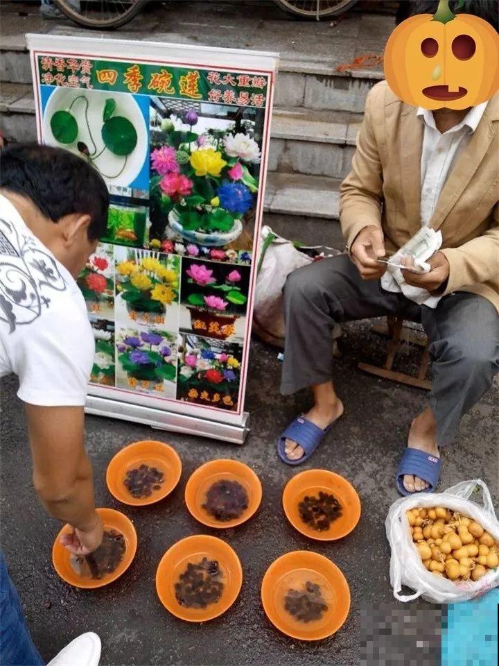 赶集碰见这种花，一买就上当，决不能贪便宜！