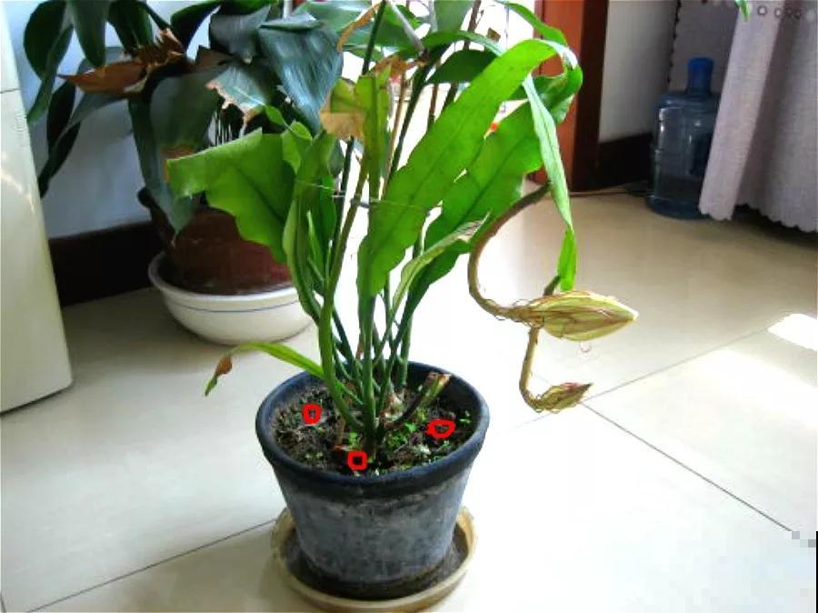 养了2年的花，一直没开，老花农一眼就知道买错了！