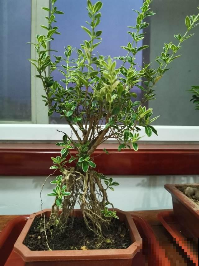被名字吸引养的花，没想到颜值这么高，比茉莉还动人！