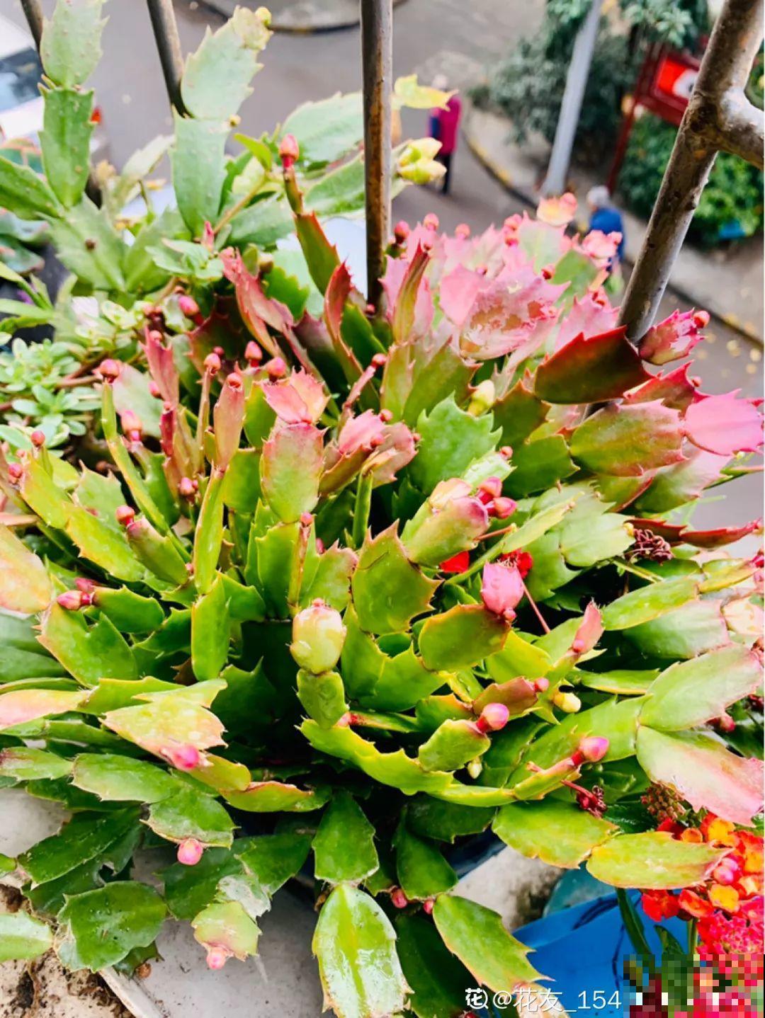 蟹爪兰刚开花，他把30个花苞全摘了，真心疼！