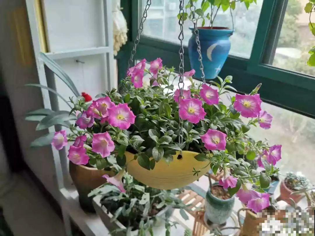 阳台再小也不怕，跟她学一招，把花挂起来养，不占地还好看！