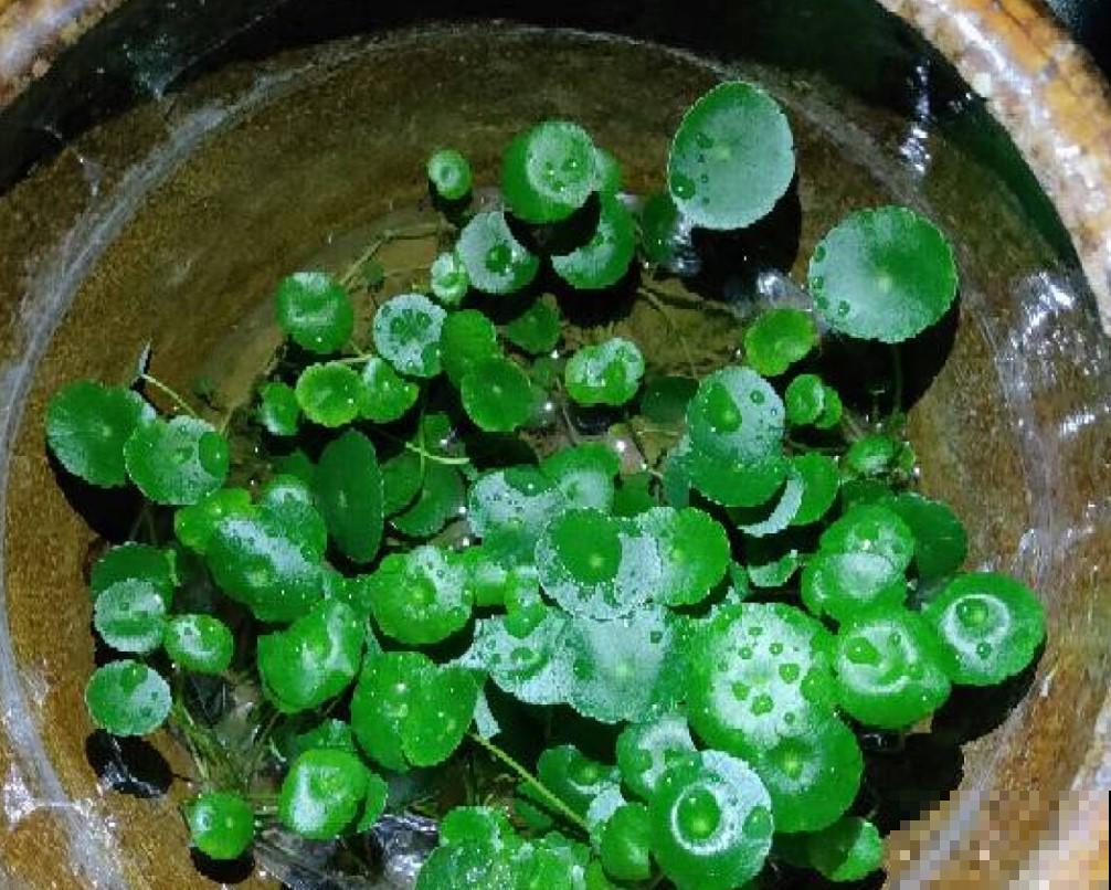 家里有这4种花，冬天要赶紧修剪，不然明年长不好！