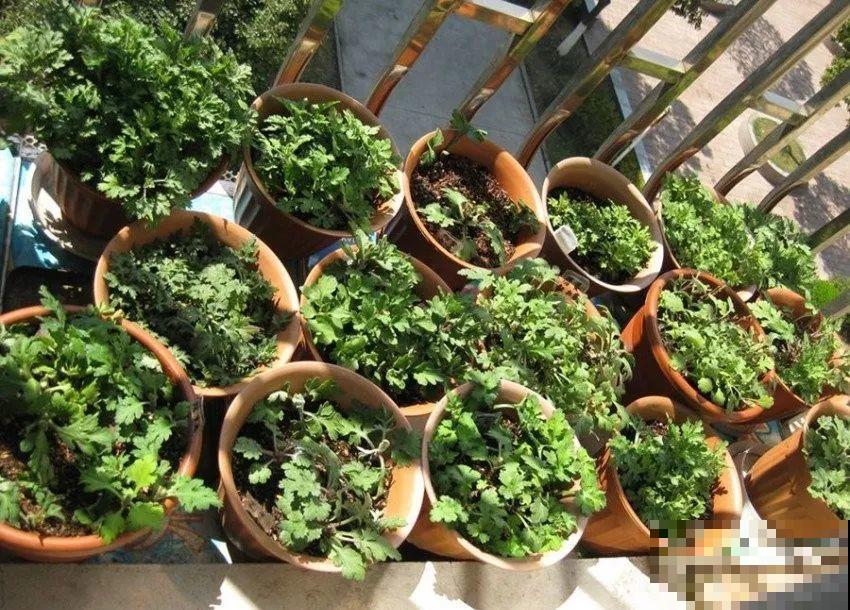 1米宽的防盗窗，挤满99盆花，掐一把开一片！