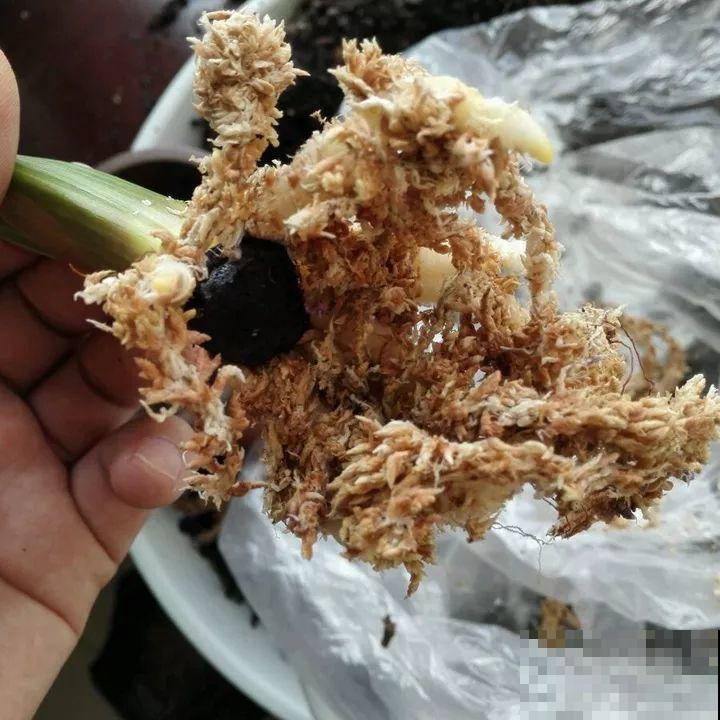 一张废纸捂一捂，大白根冒出来，养花太省心！