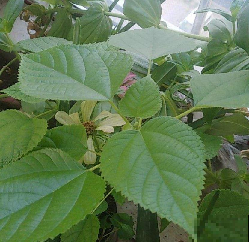 以前拿来喂兔子的野菜，没想到营养价值这么高，城里人争着买来吃