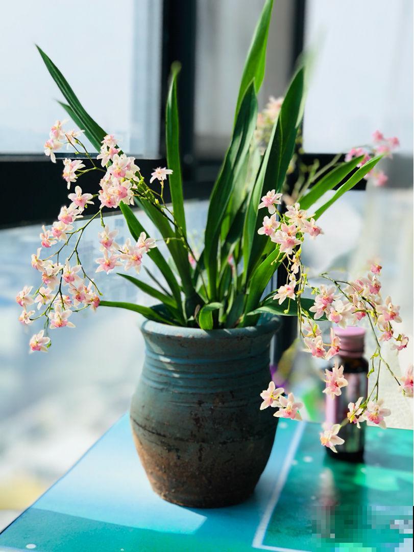 2种花，最适合懒人种，北阳台也能开爆盆