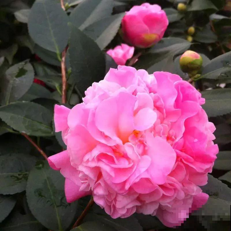 秋冬养这花，就得冻一冻，花开得的更旺盛