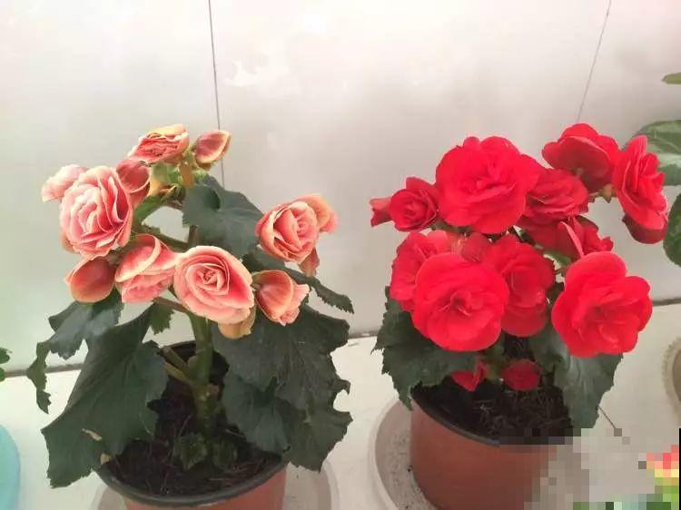 10种花，冬天切记管住手，小心浇完水就掉叶子！