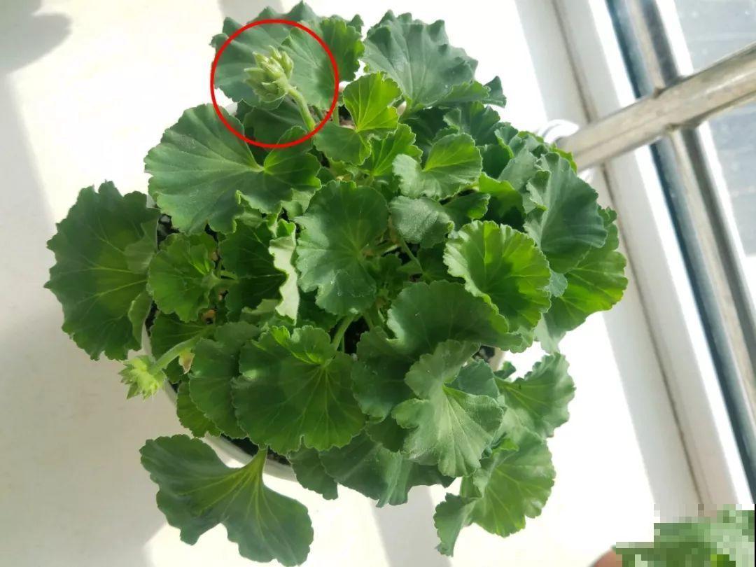 这花冬天冻一冻，开花才会爆满盆，正好赶上过年！