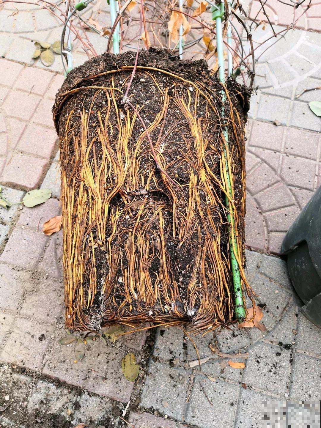 这花还就得现在种，刚好春天发芽，疯长开花成瀑布！