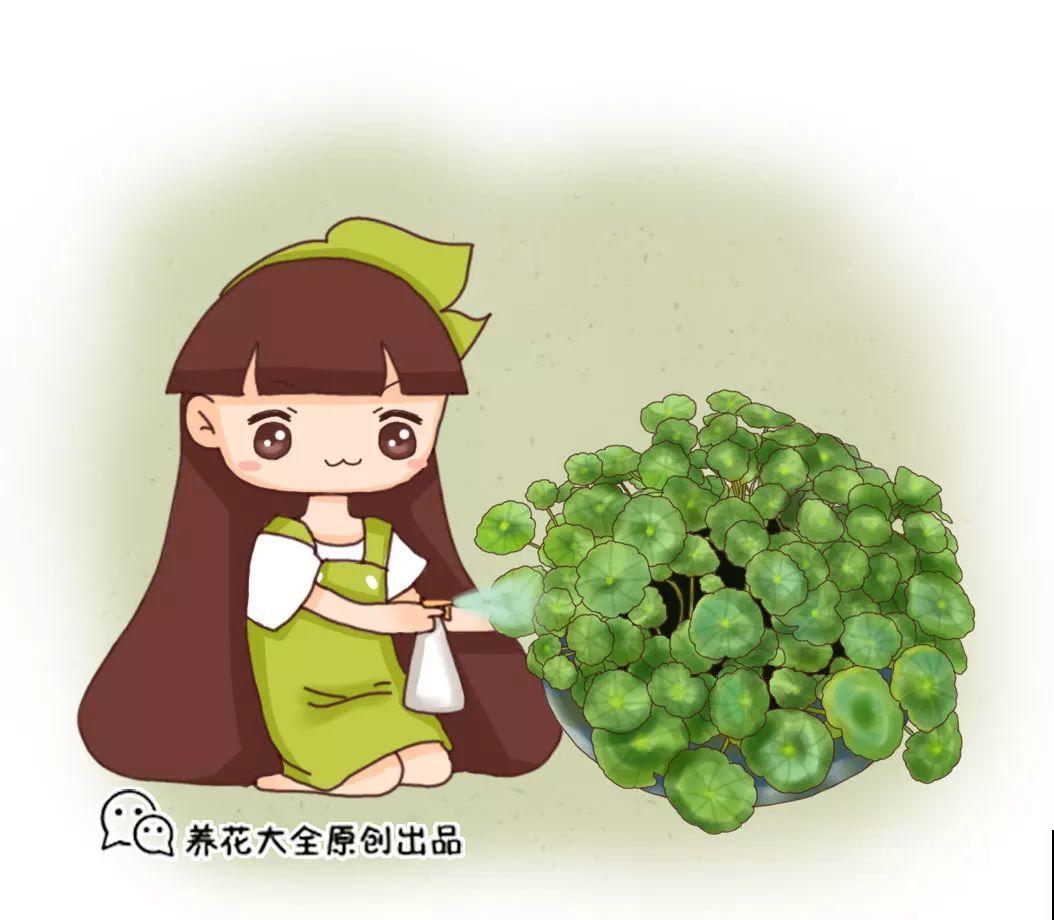 最怕冷的花，一降温就黄叶子，再不管只剩盆了！