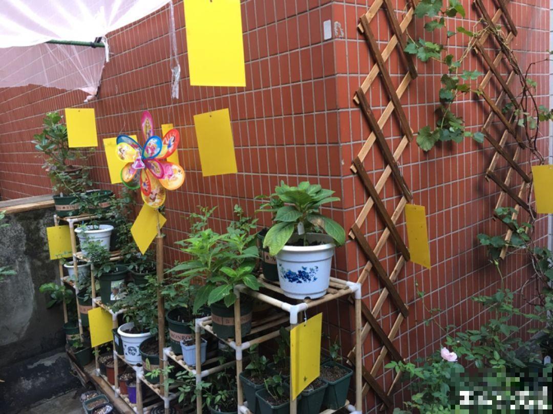 土里浇点它，专治小黑飞，虫子不招叶子绿油油！