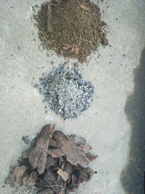 张奶奶在盆底垫了它，花不黄叶不烂根，俩月能蹿半米高