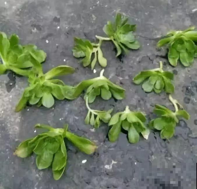 多肉中的巨无霸，省心还好养，一年窜出一圈芽！