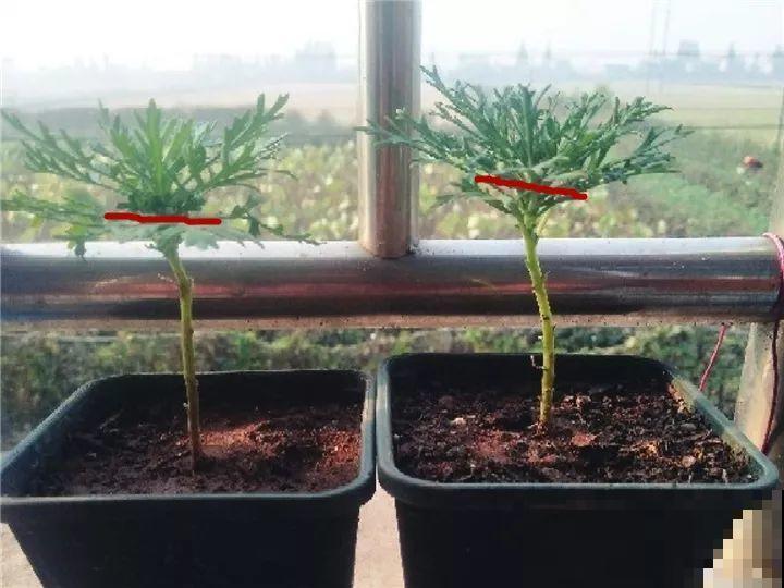 冬天修剪分“轻重”，有的花剪狠了，小心再也不开花！
