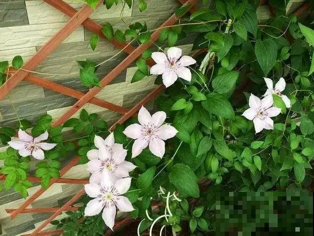 这花就得现在养，温度越低长得越旺，再晚就不开花了