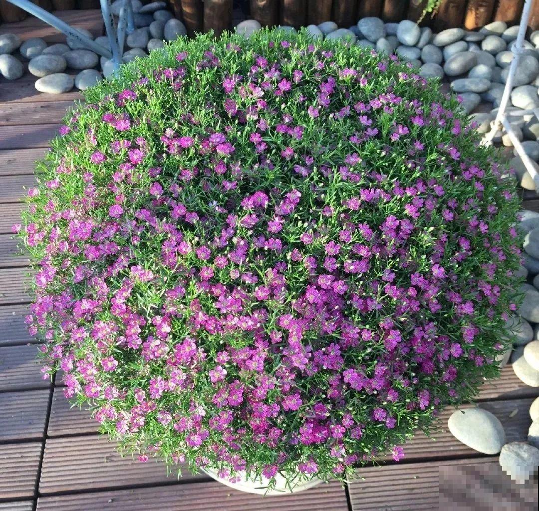 养这花不占地，盆盆开爆，阳台再小也能变花海！