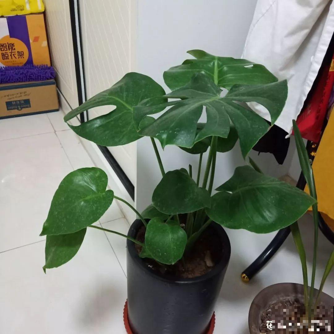 这4种花养在家里，就是一个小型的加湿器，不干不躁真舒服！