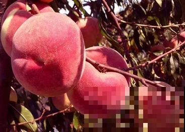 见过冬天成熟的桃子吗？这品种栽花盆就结果，太罕见了！