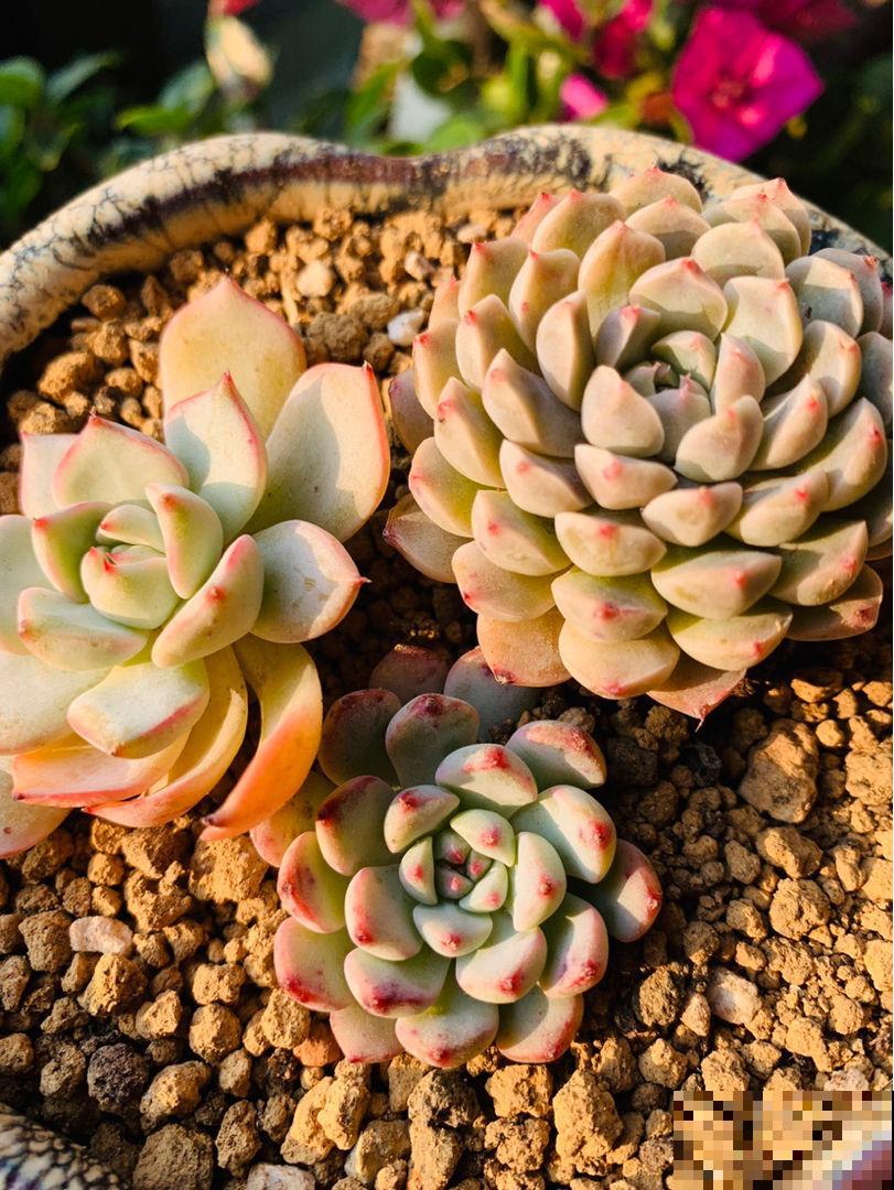 多肉不腐不软，一冬长大三四倍，原来是这么养出来的！