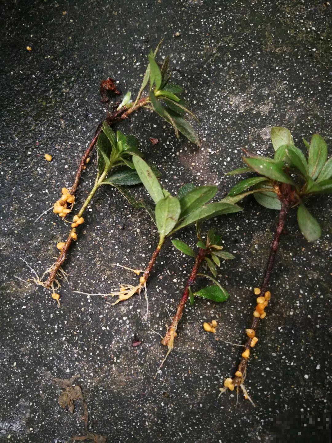 都说这花难养，10年不换盆，年年开花成宝贝！