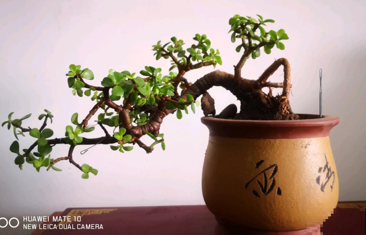 农村的马齿苋，枝条绑一绑，变成精品老桩树！