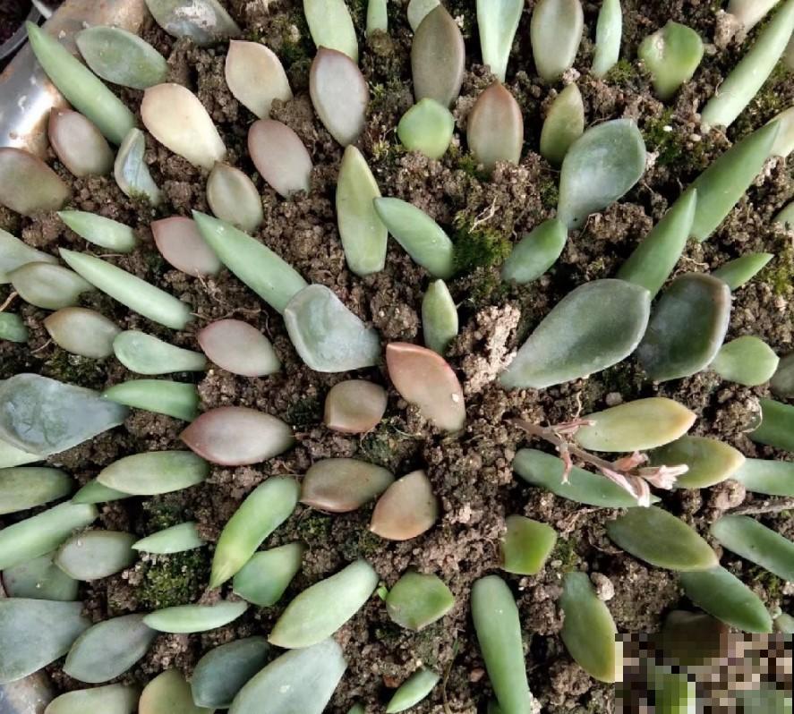 多肉植物叶插用什么土？学一招，多肉长成胖小子！