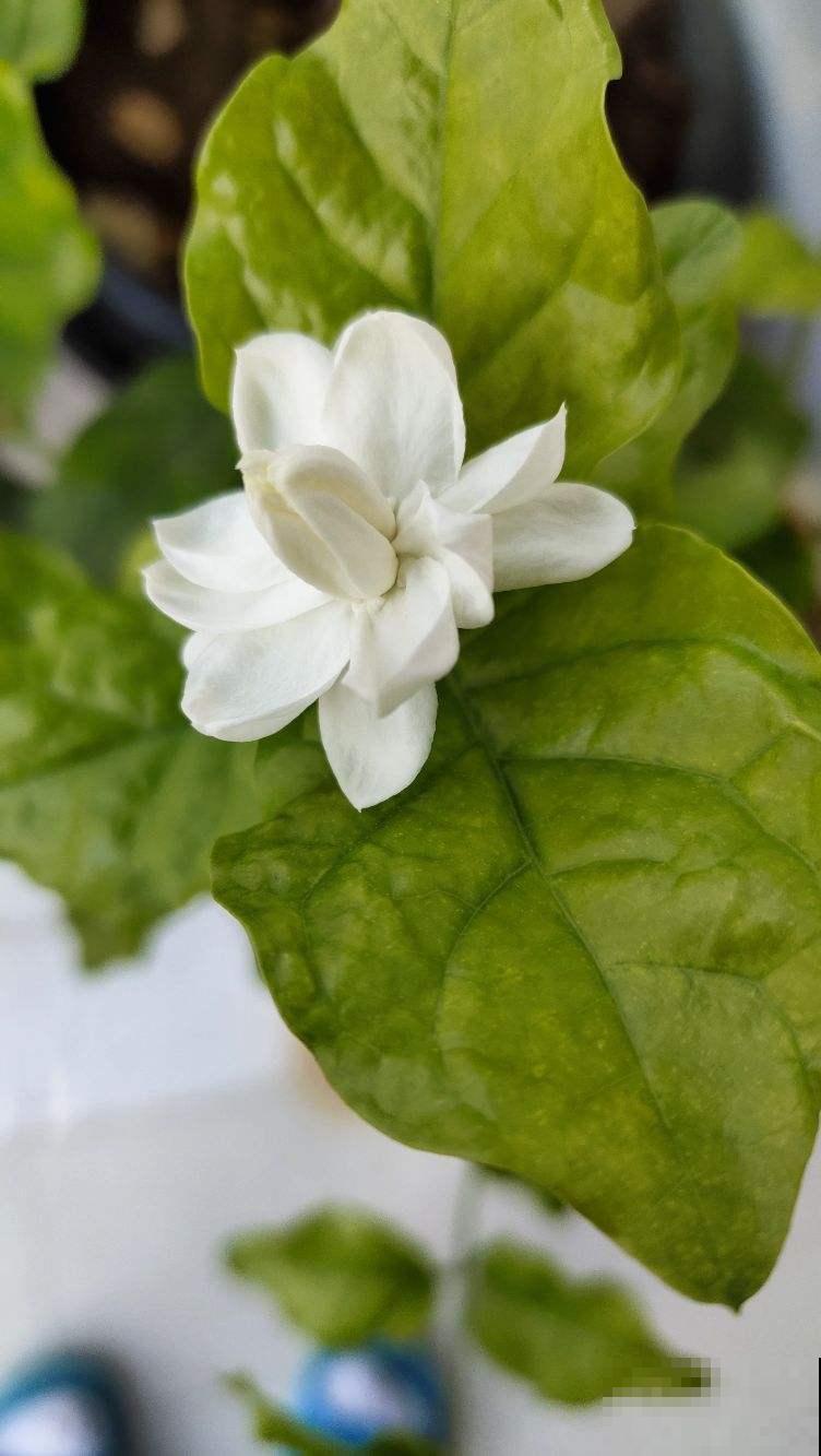 茉莉花冬天这么养，再冷也能继续生长，明年开的花多好几倍！