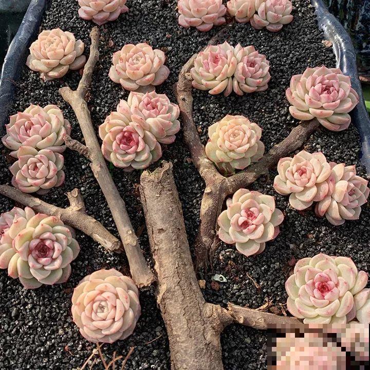 这花长得像海胆，3棵就卖五位数，真的有人要吗！